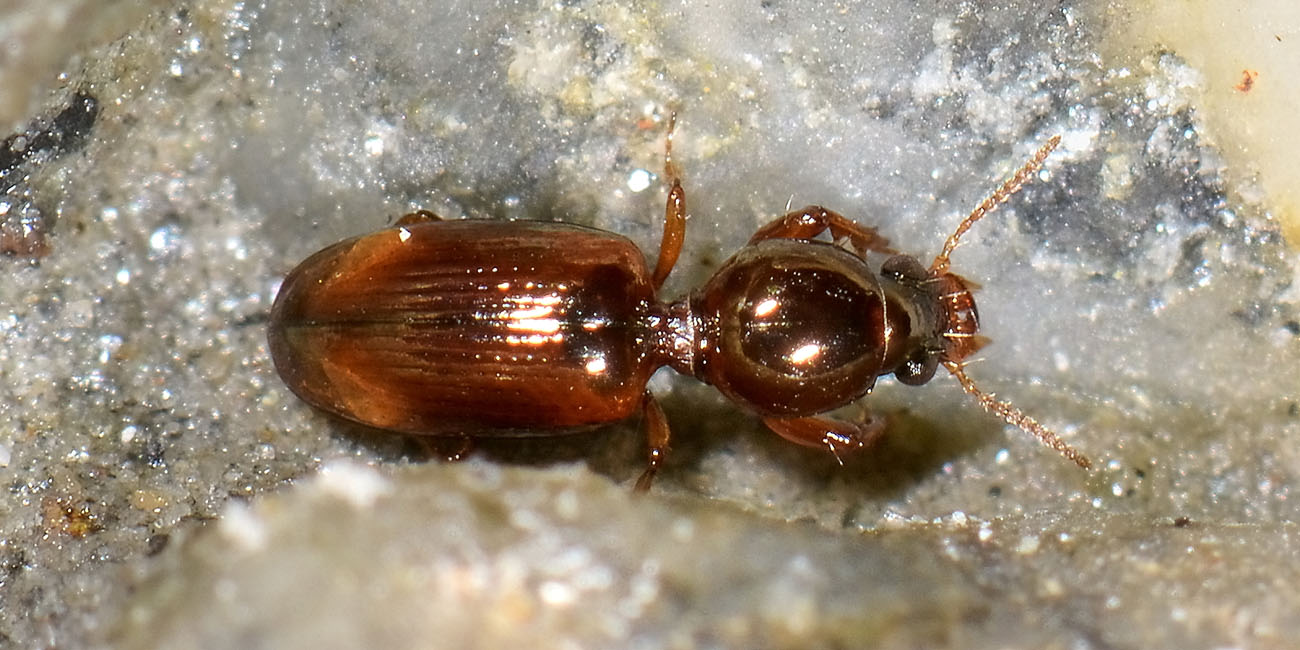 Carabidae: Dyschirius sp., immaturo